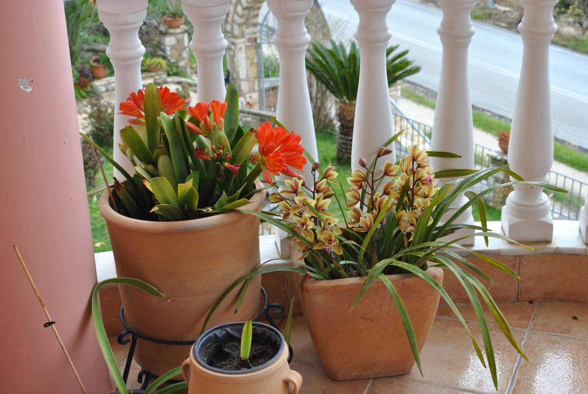 Appartement Amaryllis House à Parga Extérieur photo